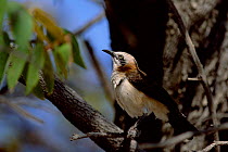 Barecheeked babbler {Turdoides gymnogenys} Etosha NP, Namibia