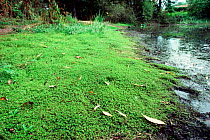 New Zealand pygmy weed at pond edge {Crassula helmsii} UK - invasive introduction.