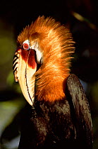 Male Blyth's hornbill preening {Rhyticeros plicatus} Papua New Guinea, 2001