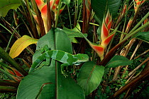 Fiji banded iguana {Brachylophus fasciatus} on {Heliconia} plant, Fiji Is,