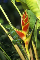 Fiji banded iguana (Brachylophus fasciatus) on (Heliconia) plant, Fiji Islands, endangered species (iguana)
