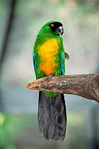 Masked shining parrot {Prosopeia personata} Fiji, captive