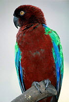 Red shining parrot {Prosopeia tabuensis} Fiji, captive