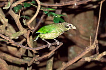 Spotted catbird {Ailuroedus melanotis} Australia.