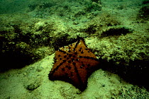 Chocolate chip starfish {Nidorellia armata} Galapagos.