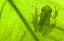 Glass frog {Hyalinobatrachium sp} Amazonia, SE Ecuador