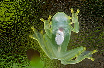 Underside of Glass frog {Hyalinobatrachium sp} internal organs visible. Ecuador