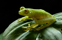 Glass frog on leaf {Hyalinobatrachium sp} Amazonia, SE Ecuador