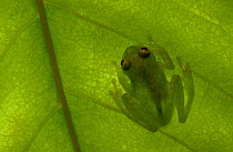Glass frog on leaf {Hyalinobatrachium sp} Amazonia, SE Ecuador