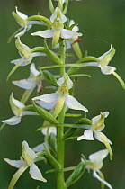 Lesser butterfly orchid {Platanthera bifolia} Devon, UK.