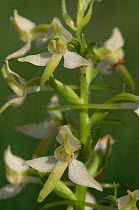 Lesser butterfly orchid {Platanthera bifolia} Devon, UK.