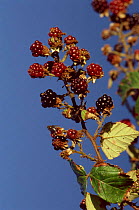Blackberries ripening on bush {Rubus plicatus} UK.