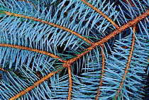 Underside of Spruce needles on branch, UK.