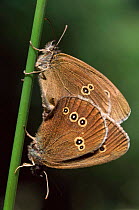 Ringlet butterflies mating {Aphantopus hyperantus} Cornwall, UK.