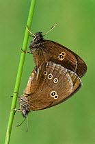 Ringlet butterflies mating {Aphantopus hyperantus} Cornwall, UK.
