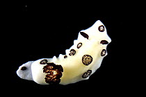 Dorid nudibranch {Jorunna funebris}