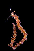 Aeolid nudibranch {Pteraeolidia ianthina}