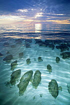 Stromatolites in Hamelin Pool, Shark Bay, Western Australia.