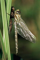 Migrant hawker dragonfly JUST emerged from pupa {Aeshna mixta} Cornwall, UK.
