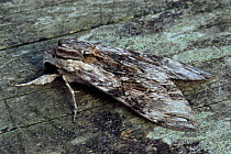 Convolvulus hawk moth {Agrius / Herse convolvuli} Cornwall, UK.