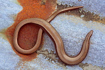Slow worm {Anguis fragilis} Cornwall, UK.