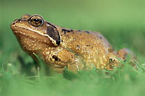 Common frog portrait {Rana temporaria} Cornwall, UK.