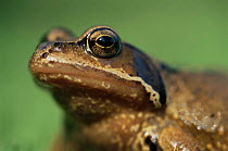 Common frog portrait {Rana temporaria} Cornwall, UK.