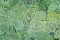 Map lichen {Rhizocarpon geographicum} Dartmoor NP, Devon, UK