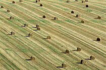 Round straw bales in field, Cornwall, UK.