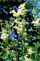 Meadow sweet {Filipendula ulmaria} UK