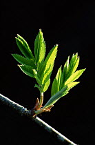 Ash leaf, new growth {Fraxinus excelsior} UK
