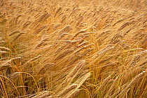 Field of ripe Two rowed barley {Hordeum vulgare} UK.