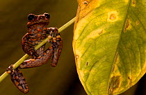 Strawberry tree frog {Hyla pantosticta} Ecuador
