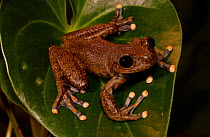 Strawberry tree frog {Hyla pantosticta} Ecuador