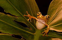 Chachi tree frog {Hyla picturata} Choco forest, Ecuador