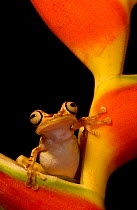 Chachi tree frog {Hyla picturata} Choco forest, Ecuador