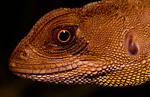 Dwarf iguana / Wood lizard {Enyalioides heterolepis} Chaco forest, Ecuador