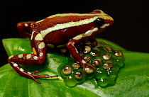 Poison arrow frog guarding its eggs {Epipedobates tricolor} Ecuador
