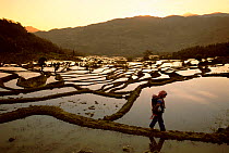 Yuanyang grand terraces, 3000 yr-old built by Hani people, Yunnan, China