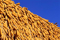 Corn / maize cobs drying, Yunnan, China