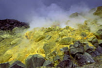 Sulphur fulmerole in crater of active volcano, Sierra Negra, Isabela Is, Galapagos