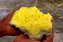 Sulphur crystals from crater of active volcano, Sierra Negra, Isabela Is, Galapagos