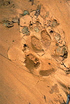 Tracks of Maned wolf {Chrysocyon brachyurus} Cerrado, Brazil