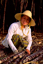 Dai woman, ethnic minority group, harvesting sugar cane, Yunnan, China