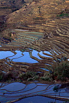 Yuanyang grand terraces, 3000 yr-old built by Hani people, Yunnan, China