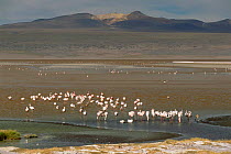 James's flamingos drinking in freshwater stream, Lake Colorado, Bolivia