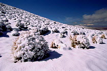 Snow covered grass tussocks, Altiplano, Bolivia