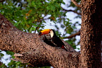 Toco toucan at nest hole {Ramphastos toco} Cerrado, Brazil