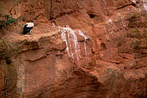 King vulture at roost site {Sarcorhamphus papa} Caatinga, Brazil