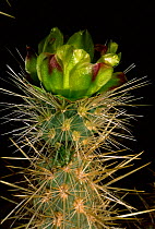 Cholla cactus flower {Opuntia sp} California, USA.